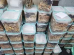 Cat Treats - Image 5