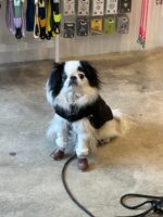 Dog Winter Boots - Image 4