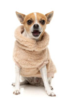 Teddy Dog Fleece Sweater - Image 7
